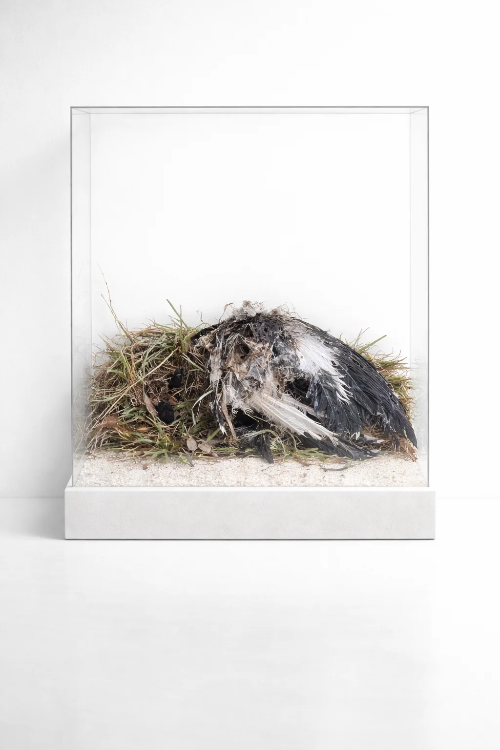 Nesting Bird — Still Warm