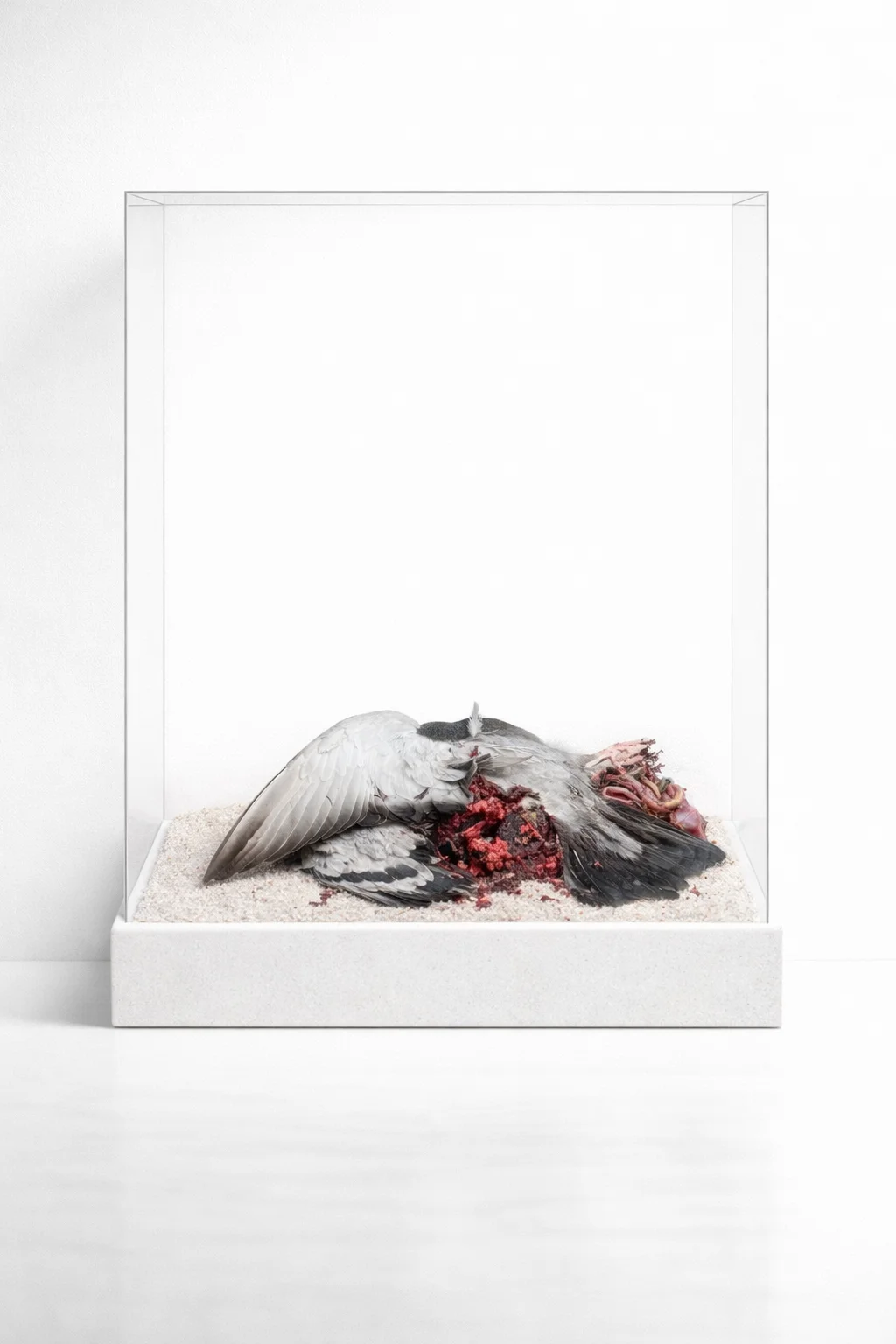 Bird — Still Warm cabinet specimen