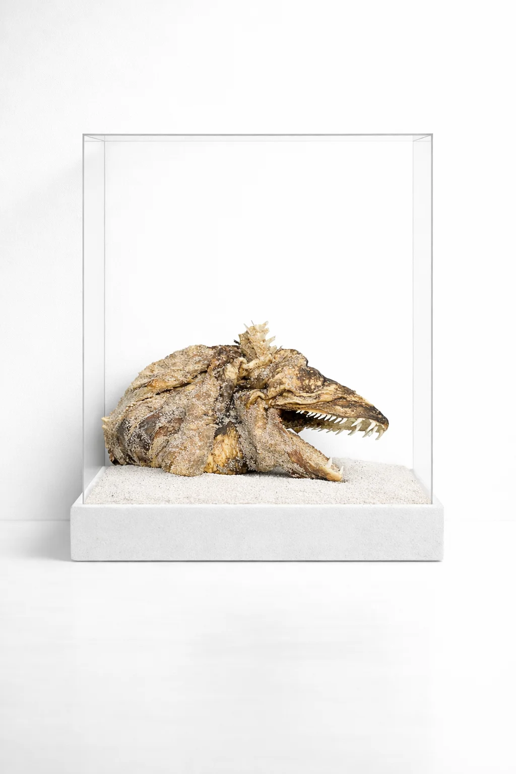 Fish Head — Still Warm cabinet specimen