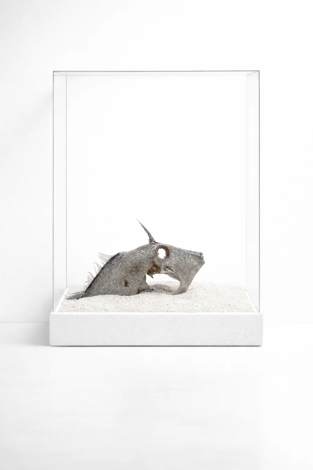 Spined Fish — Still Warm