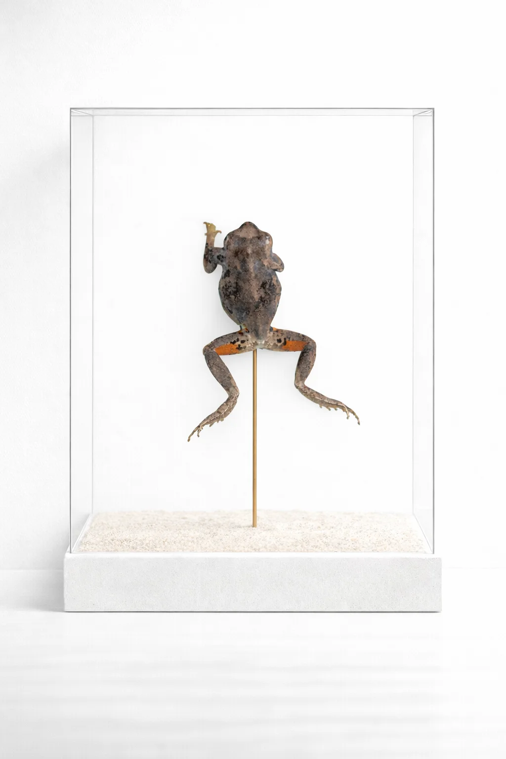 Frog — Still Warm cabinet specimen