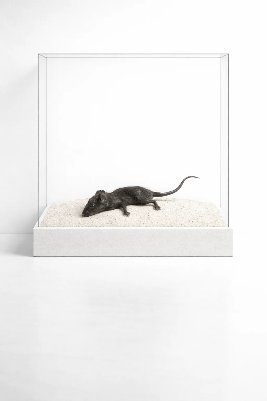 Tesla Mouse #4 — Still Warm cabinet specimen