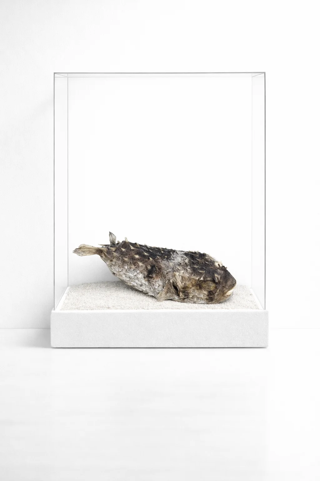 Pufferfish — Still Warm cabinet specimen